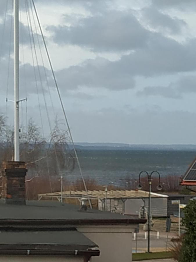 Konik Morski Jastarnia Eksteriør bilde